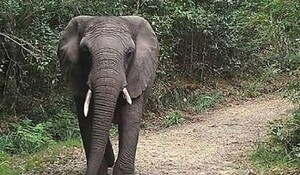 Chhattisgarh: जशपुर में जंगली हाथी के हमले में ग्रामीण की मौत