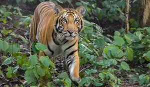 Madhya Pradesh: पेंच बाघ अभयारण्य में बाघिन टी-4 ने दिया चार शावकों को जन्म