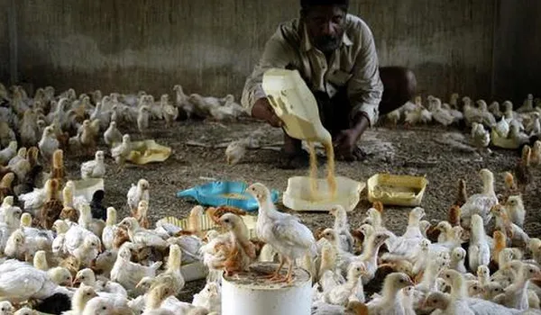 केरल में सरकारी मुर्गी पालन केन्द्र में बर्ड फ्लू का कहर,1800 मुर्गियों की मौत