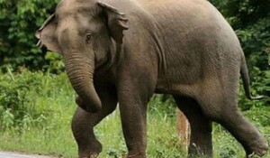 छत्तीसगढ़ के जशपुर में हाथी के हमले में महिला की मौत