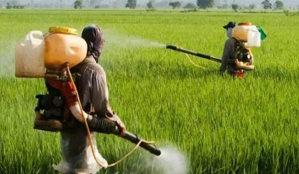 पाला पड़ने से रबी की फसलों में नुकसान की सम्भावना, किसान अपनाये सुरक्षा के उपाय - कृषि आयुक्त