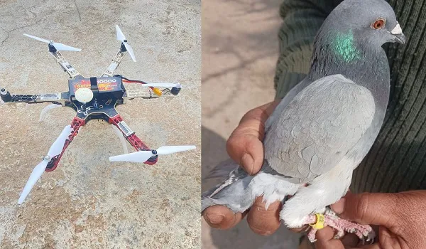 Jaisalmer News: पाकिस्तान की सीमा पार से जैसलमेर में घुसपैठ की नापाक कोशिश, ड्रोन के साथ भेजा गया संदिग्ध कबूतर बरामद