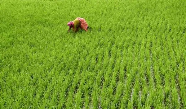 Rajasthan News: रबी सीजन में बुवाई के आंकड़े में पीछे रह गए किसान, पिछले सीजन में टारगेट की 95.18 प्रतिशत हुई थी बुवाई