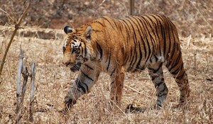 Madhya Pradesh: पन्ना बाघ अभयारण्य में 14 साल पहले विशेष योजना के तहत लाई गई पहली बाघिन टी-1 की मौत