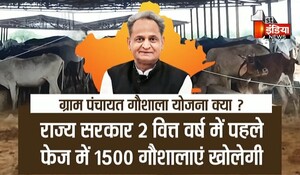 VIDEO: गायों के आश्रय के लिए गहलोत सरकार की पहल, अब हर ग्राम पंचायत पर खोली जाएंगी गौशाला, देखिए ये खास रिपोर्ट