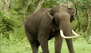 एक पखवाड़े में एक हाथी ने झारखंड में 15 लोगों की जान ली, पकड़ने के आदेश