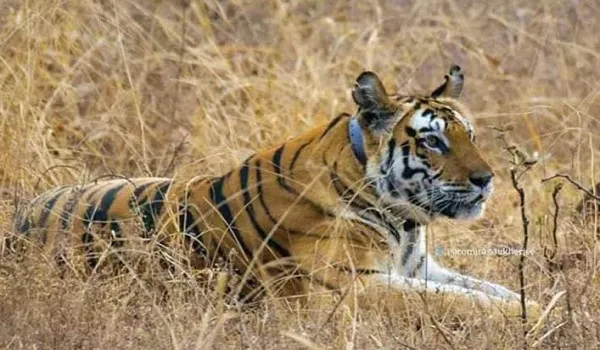 Rajasthan News: रणथंभौर में वन्य जीव भगवान भरोसे, ट्रैकिंग और मॉनिटरिंग फ्लॉप आज बाघिन टी 60 की हुई मौत