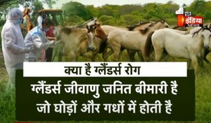VIDEO: घोड़ों पर नया संकट ! राजस्थान के 4 जिलों में फैला ग्लैंडर्स रोग, देखिए ये खास रिपोर्ट