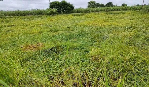 बेमौसम बारिश: मराठवाड़ा के छह जिलों में फसल को नुकसान