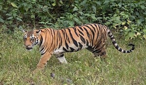 Chhattisgarh: बाघ के हमले में 2 लोगों की मौत, एक घायल