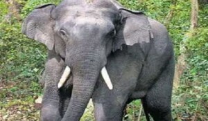 Kerala: इडुक्की में हाथी के उत्पात से परेशान लोग सड़कों पर उतरे