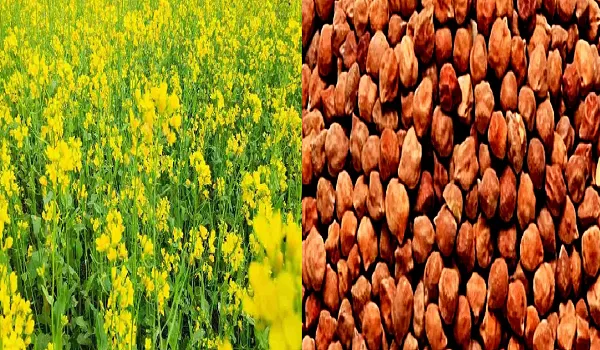 प्रदेश में सरसों और चना खरीद के लक्ष्य निर्धारित, किसानों के पंजीयन 12 मार्च से होंगे शुरू