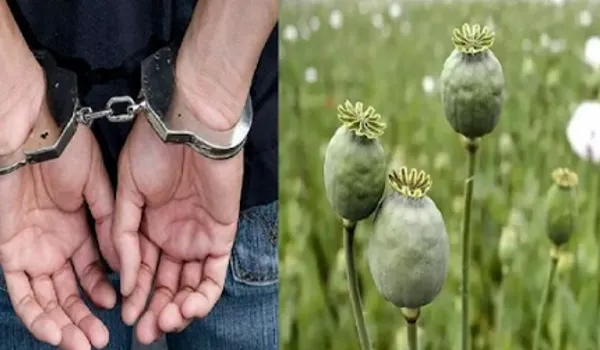 जयपुर पुलिस की बड़ी कार्रवाई, करीब 15 क्विंटल अफीम के पौधे सहित एक आरोपी को किया गिरफ्तार