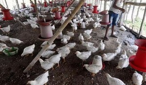 कानून के तहत ‘पशु’ की श्रेणी में आता है चिकन: गुजरात सरकार