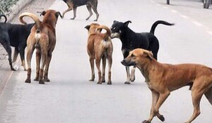 Odisha: भुवनेश्वर में छह कुत्तों को कथित तौर पर जहर देकर मारा गया