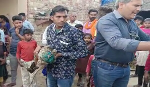 Dholpur News: 2 दिन में 8 मोरों की मौत, कारण पता नहीं, सवालों के घेरे में वन विभाग