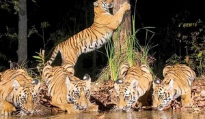 Project Tiger: PM मोदी प्रोजेक्ट टाइगर के 50 साल पूरे होने पर रविवार को मैसूर में बाघों से जुड़े आंकड़े करेंगे जारी