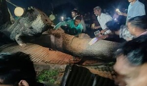Maharashtra: अकोला मंदिर में टिन के शेड पर गिरा पेड़, 7 लोगों की मौत, 23 अन्य घायल
