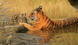 दुनिया का सबसे व्यापक वन्यजीव सर्वेक्षण है ‘बाघ गणना 2022’- Report