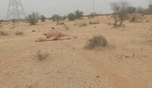 Jaisalmer News: प्यास से तड़पकर राज्य पशु की हुई मौत, वन्य जीव प्रेमियों और ग्रामीणों में रोष
