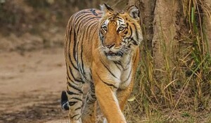 उत्तराखंड के पौड़ी के रिखणीखाल में बाघ ने एक और बुजुर्ग का किया शिकार