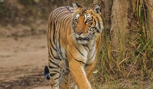 महाराष्ट्र के चंद्रपुर जिले में बाघ के हमले में महिला की मौत