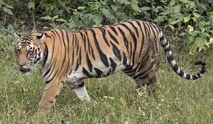 Uttar Pradesh: दुधवा टाइगर रिजर्व वन क्षेत्र में बाघ के हमले में एक व्यक्ति की मौत
