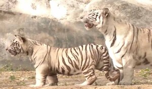 केंद्रीय मंत्री भूपेंद्र यादव ने दिल्ली चिड़ियाघर के बाड़े में सफेद बाघ के 2 शावकों को छोड़ा