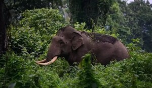 केरल वन विभाग ने चावल खाने वाले हाथी को पकड़ने की कवायद की शुरू