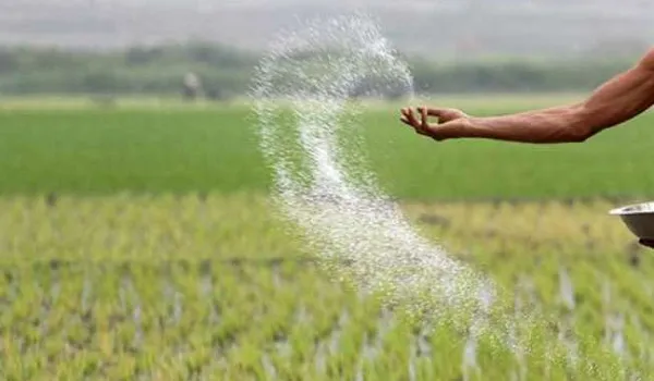प्रदेश में खरीफ-2024 की खेती के लिए फर्टिलाइजर की मांग पूरी, किसानों ने खरीद की शुरू