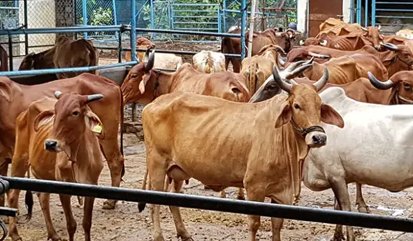भजनलाल सरकार में गायों और गौशालाओं के लिए गर्मियों में एडवाइजरी जारी, लू-प्रकोप से गौवंश के बचाव के लिए दिए निर्देश