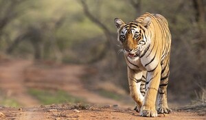 VIDEO: बाघों की मौत पर सब मौन! प्रदेश में चार वर्षों में हुई 30 से अधिक बाघों की मौत, देखिए ये खास रिपोर्ट