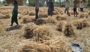 Jammu Kashmir: भारत-पाक सीमा पर स्थित 'बफर जोन' में गेहूं के फसल की कटाई जोरों पर