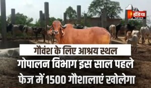 VIDEO: हर गांव गौशाला के लिए 1 करोड़ ! राज्य सरकार का गायों को बचाने पर जोर, देखिए ये खास रिपोर्ट