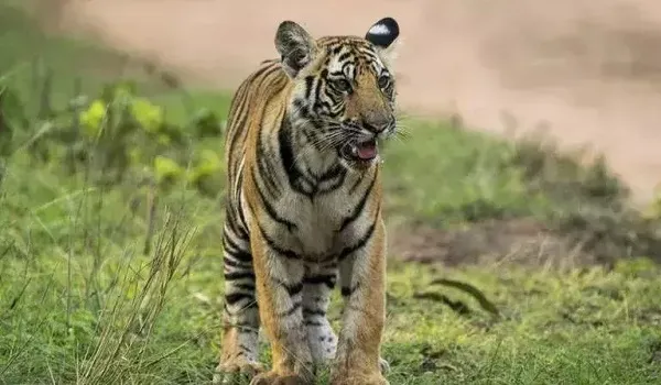Madhya Pradesh: बांधवगढ़ टाइगर रिजर्व में बाघ का शावक मृत मिला