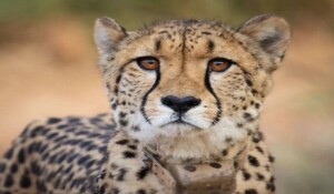 मध्य प्रदेश के कूनो राष्ट्रीय उद्यान में दो महीने के चीता शावक की मौत