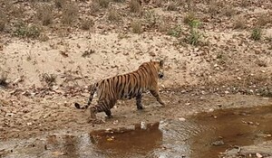 Madhya Pradesh: पन्ना बाघ अभयारण्य में दो बाघ शावकों का जन्म