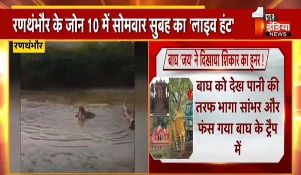 VIDEO: बाघ 'जय' ने दिखाया शिकार का हुनर ! रणथंभौर के जोन 10 में सोमवार सुबह का 'लाइव हंट'
