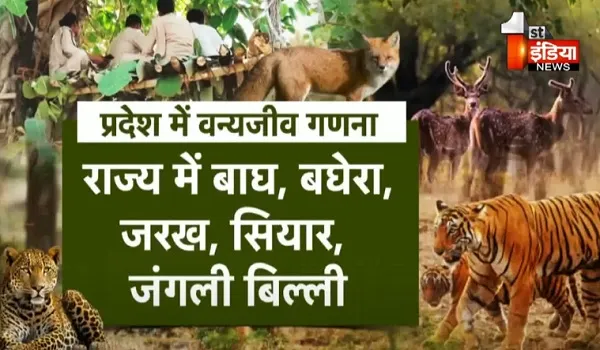 VIDEO: राजस्थान की अब तक की सबसे बड़ी वन्य जीव गणना संपन्न, वन्यजीवों की संख्या 3 लाख से ज्यादा होने का लगाया जा रहा अनुमान