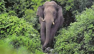 Tamil Nadu: जंगली हाथी अरिकोम्बन को जंगल में छोड़ा गया