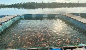 मछलियों में फॉर्मलीन मिलने के बाद मेघालय सरकार का एक्शन, 15 दिन तक बिक्री पर रोक