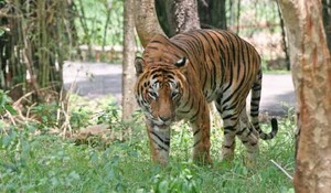 उत्तर प्रदेश के कतर्नियाघाट जंगल में बाघ ने किया हमला, 10 साल के बच्चे की मौत
