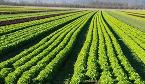 राजस्‍थान में 1.20 लाख हेक्टेयर कृषि क्षेत्र जैविक खेती के लिए होगा चिह्नित