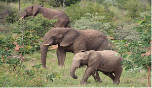 Andhra Pradesh: तेज रफ्तार लॉरी की चपेट में आने से तीन हाथियों की मौत, एक गंभीर रूप से घायल
