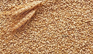 सरकार की चावल खरीद बढ़कर 5.58 करोड़ टन, गेहूं 2.62 करोड़ टन