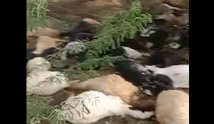 Jaisalmer News: आकाशीय बिजली ने ली 86 पशुओं की जान, बारिश से बचने के लिए पेड़ के नीचे ली थी शरण, 56 बकरियों और 30 भेड़ों की मौत