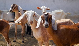 दिल्ली की पशु मंडियों में पौने चार लाख रुपये का ‘दुम्बा’ व दो लाख रुपये का ‘तोतापरी’ बकरा