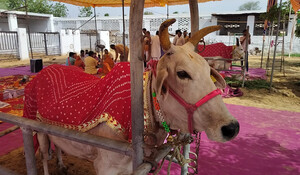 अजब गजब: सीकर में नंदी ने अग्नि को साक्षी मानकर मंडप तले गाय के साथ लिए 7 फेरे, जानिए इस अनोखी शादी के बारे में...