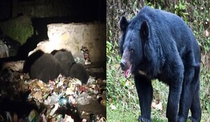 Rajasthan: वन्यजीव अभ्यारण माउंट आबू में अस्तित्व की लड़ाई लड़ रहे वन्यजीव, कचरे के डंपिंग यार्ड में भोजन तलाशने को मजबूर हैं भालू