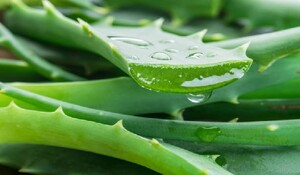 Aloe vera: अविश्वसनीय लाभों वाला प्राकृतिक अद्भुत पौधा, अपनाएं दैनिक जीवन में